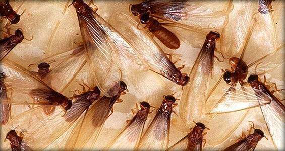 A close-up of winged termites, a common pest controlled by Hickman's Termite & Pest Control in Richmond, VA.