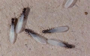Several winged termites, or swarmers, indicating an infestation that Envirosafe Termite & Pest Control handles in Louisville, KY.