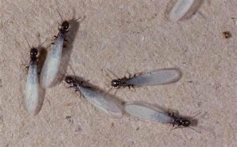 Several winged termites, or swarmers, indicating an infestation that Envirosafe Termite & Pest Control handles in Louisville, KY.