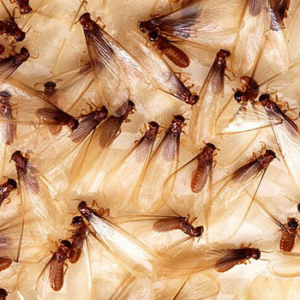 A close-up view of many winged termites, or swarmers, indicating a pest control need for Durr Environmental Services in Baton Rouge, LA.