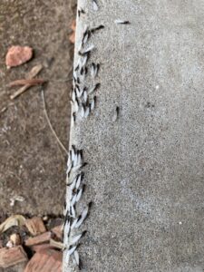 A close-up of winged termites swarming on a concrete surface, indicating a termite problem addressed by Norman Pest Control in Norman, OK.