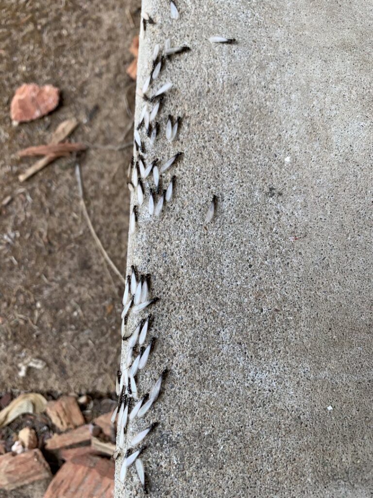 A close-up of winged termites swarming on a concrete surface, indicating a termite problem addressed by Norman Pest Control in Norman, OK.