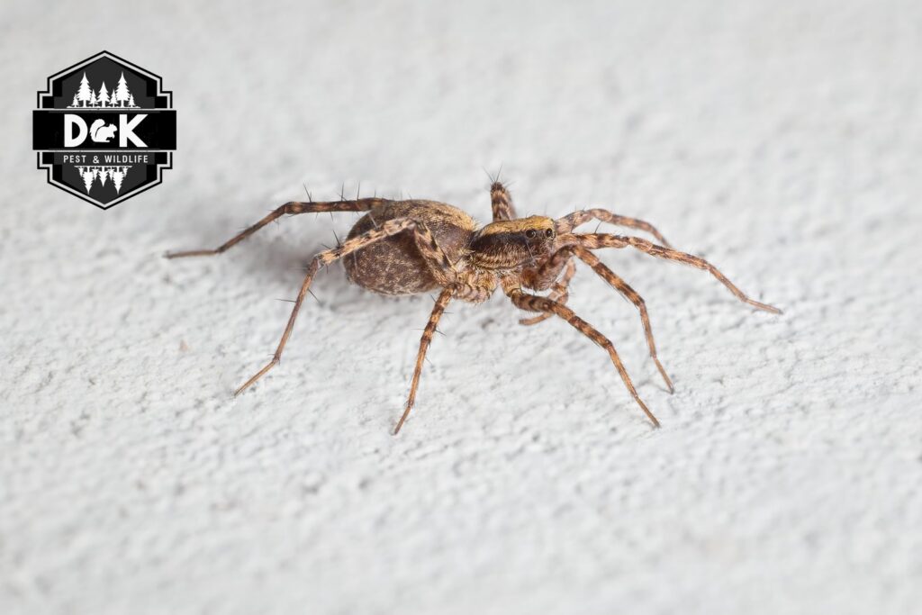 A close-up of a wolf spider on a wall, showing pest control services by D&K Pest Control and Wildlife Removal, LLC in Woodridge, IL