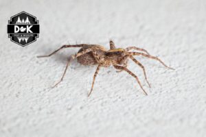 A close-up of a wolf spider on a wall, showing pest control services by D&K Pest Control and Wildlife Removal, LLC in Woodridge, IL