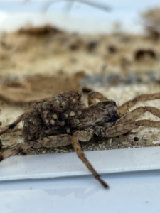 A large wolf spider carrying numerous spiderlings, identified during a pest control service by Venom Pest Control in Clermont, FL