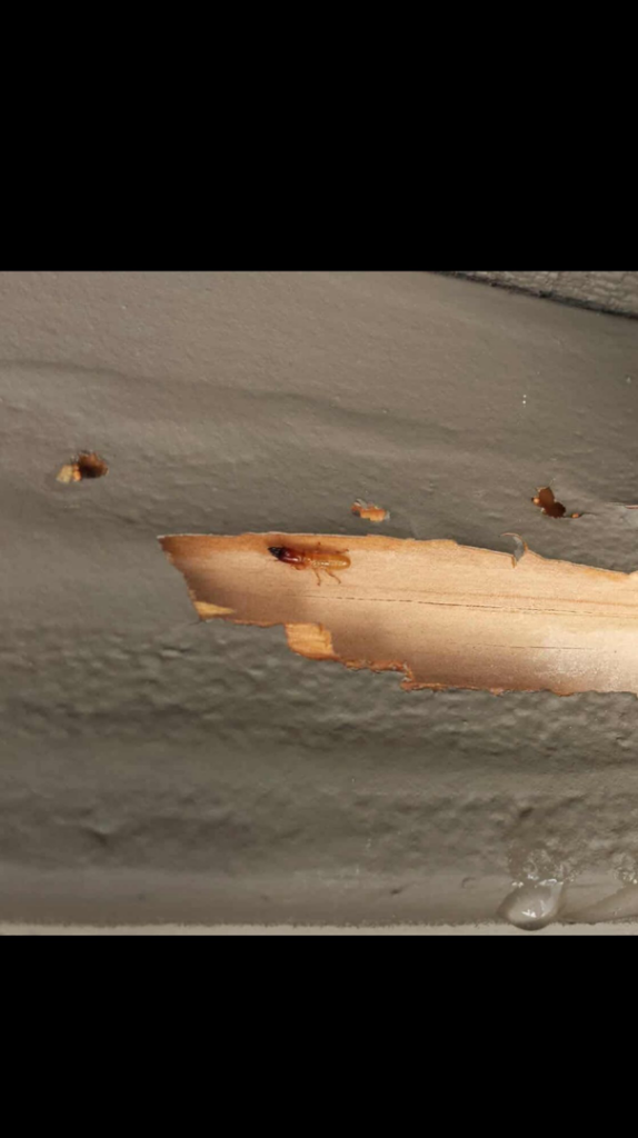 Close-up of wood damage with visible pest infestation, a service provided by Vital Pest Solutions in San Marcos, CA