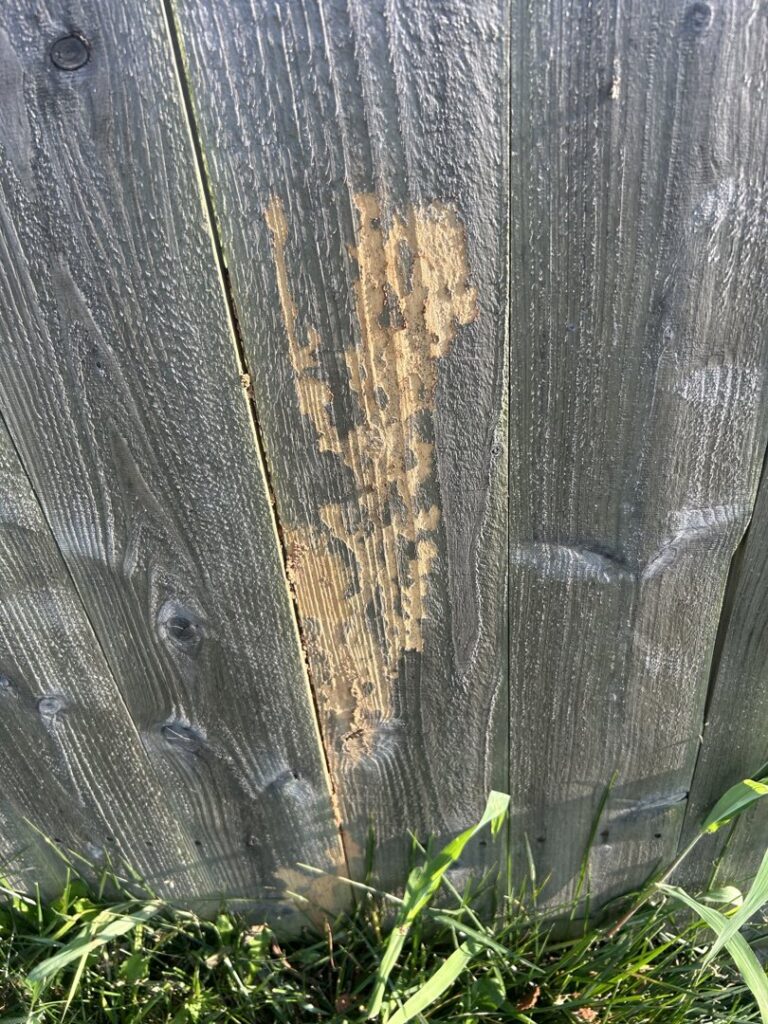 Close-up of wood damage on a fence post, likely from termites or other pests, indicating a need for Reliable Pest Management in Springfield, MO.