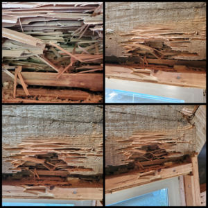Severe wood damage from a pest infestation, showing the need for Jeramy "The Bug Guy" in Albuquerque, NM.