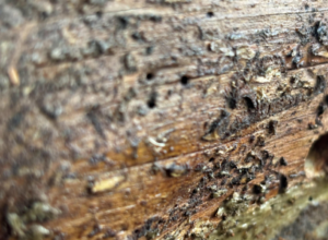 Close-up of wood showing damage and holes from termites or wood-boring pests, indicating a pest control job by BCPC Exterminating Inc. in Elizabethtown, KY.