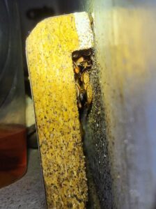 Close-up of wood-destroying insects, possibly termites or carpenter ants, visible in a crevice, indicating a pest issue for Optimum Pest Pros, LLC. in Canandaigua, NY.