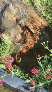 A rotting log with visible holes and insects, indicating wood-destroying pest activity managed by Pestcom Pest Management in Nampa, ID