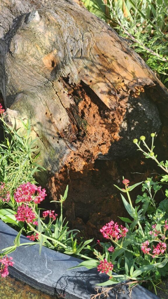 A rotting log with visible holes and insects, indicating wood-destroying pest activity managed by Pestcom Pest Management in Nampa, ID