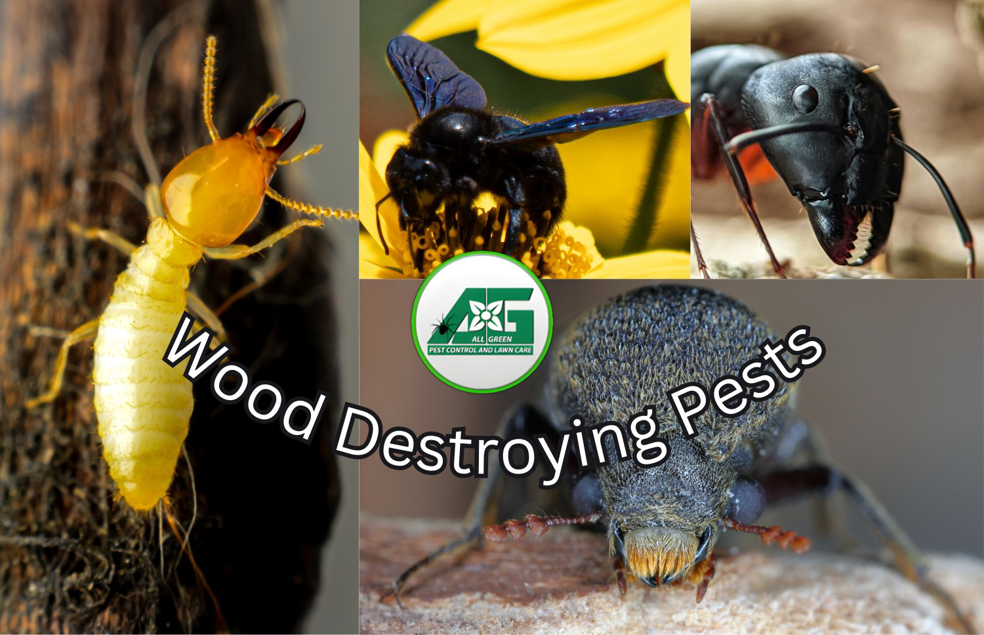 A collage of wood-destroying pests like termites and carpenter ants, controlled by All Green Pest Control and Lawn Care in Provo, UT.