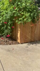 A wood privacy fence with vibrant climbing plants installed by Liberty Fence & Stain in San Antonio, TX.