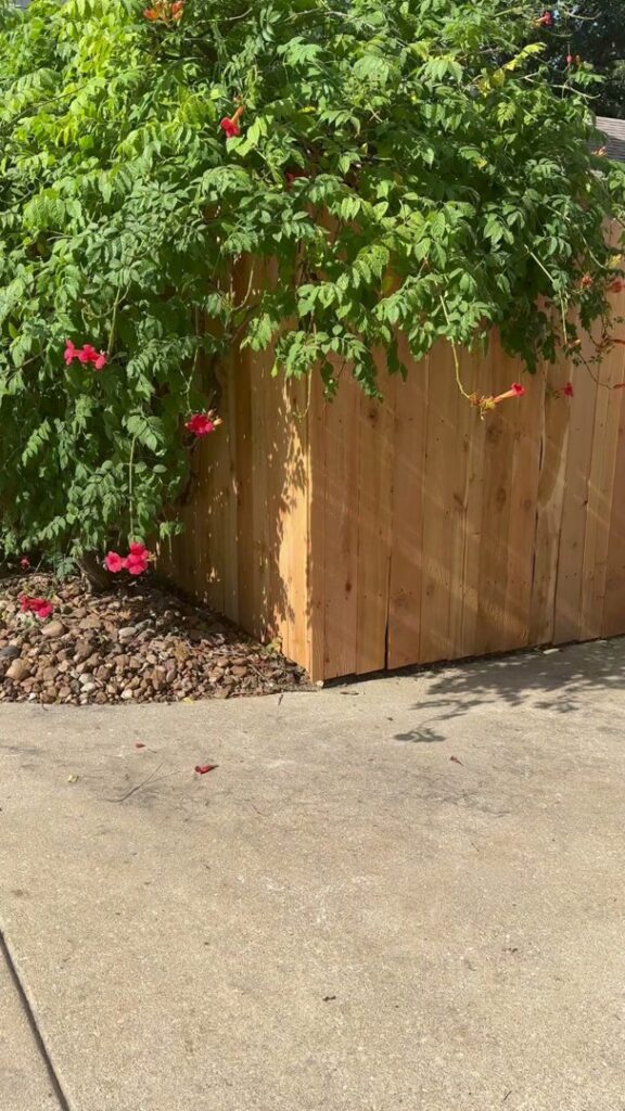 A wood privacy fence with vibrant climbing plants installed by Liberty Fence & Stain in San Antonio, TX.