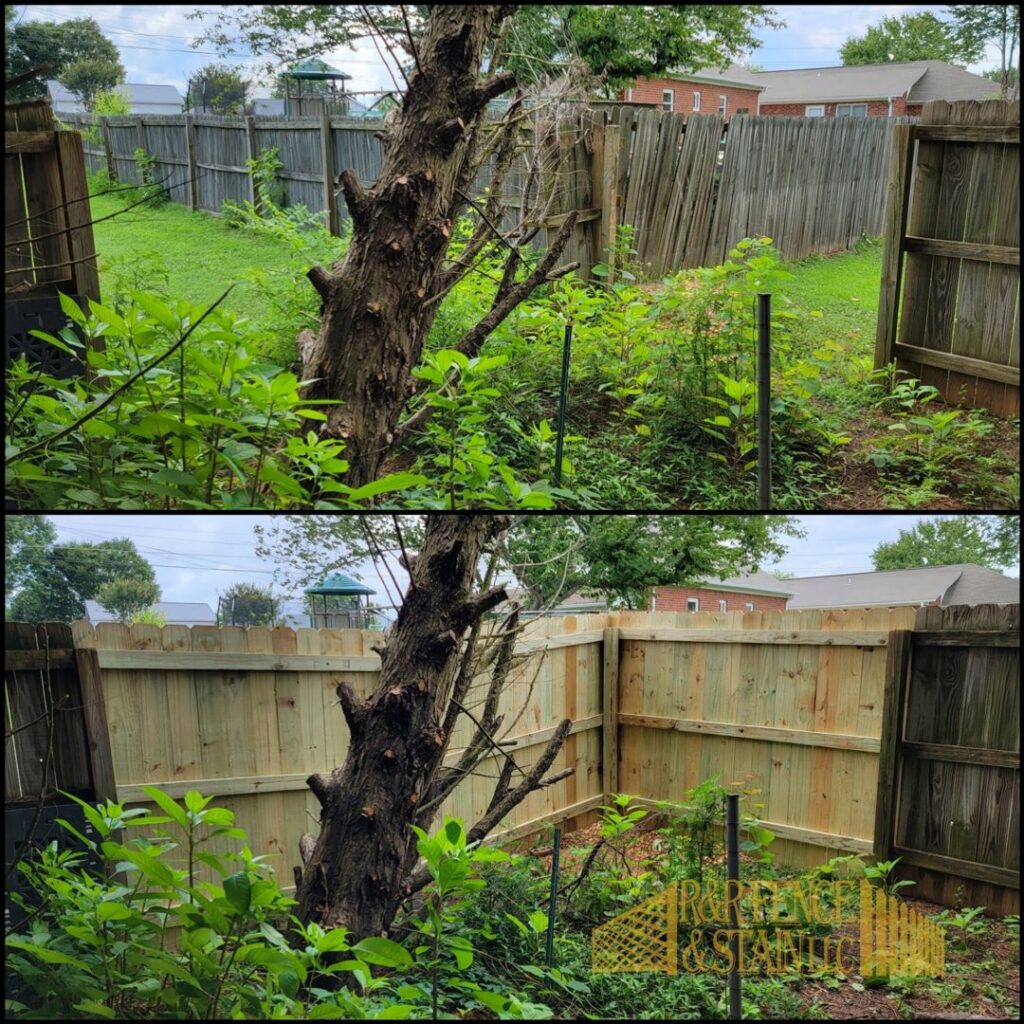 Before and after of a wood privacy fence replacement in an overgrown backyard by R&R Fence & Stain LLC in Madison, AL.