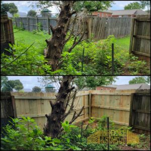 Before and after of a wood privacy fence replacement in an overgrown backyard by R&R Fence & Stain LLC in Madison, AL.
