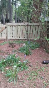 A newly installed wood privacy fence with a gate, blending into the landscape, by Aguilarfence services LLC in Clayton, NC.