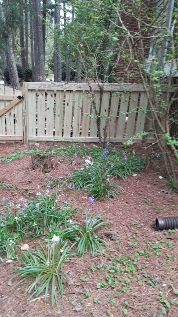 A newly installed wood privacy fence with a gate, blending into the landscape, by Aguilarfence services LLC in Clayton, NC.