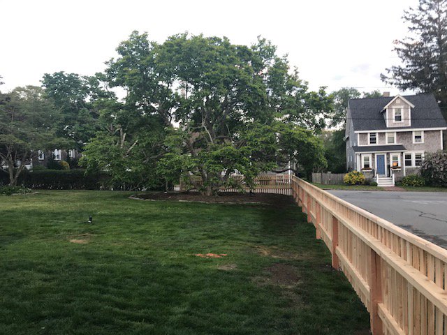 A newly installed wooden fence surrounding a residential yard and large tree by Profence in Leander, TX.