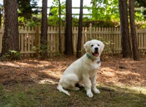 A wooden picket fence providing a safe backyard for pets, installed by Superior Fence & Rail of North Shore in Gulfport, MS.