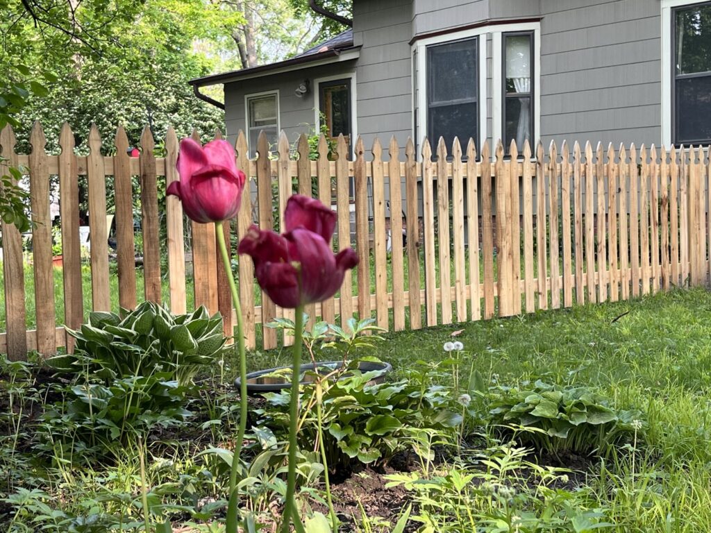 A charming wooden picket fence installed in a garden setting, enhancing a home in Ames, IA by Thrive Fencing.