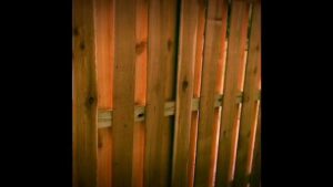 A close-up view of a sturdy wooden privacy fence, showcasing the quality craftsmanship of Superior Fence Co. of San Antonio, TX.