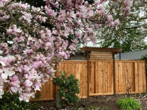 A newly installed wooden privacy fence with a decorative top section by Pacific Woods Fence and Deck in Springfield, OR.