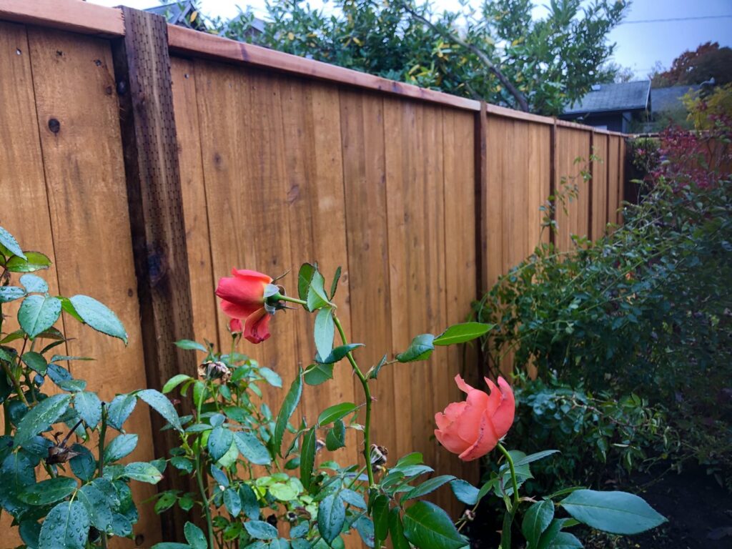 A newly installed wooden privacy fence with roses in the foreground by Pacific Woods Fence and Deck in Springfield, OR.