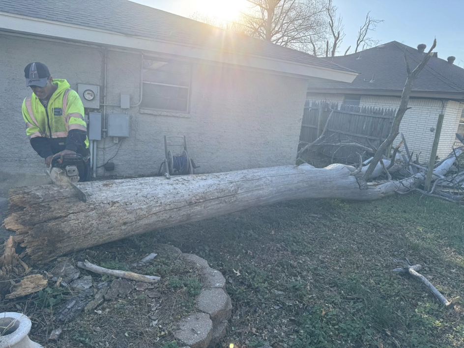A worker using a chainsaw to cut a large fallen tree trunk for Perez Lawn Care llc in Oklahoma City, OK