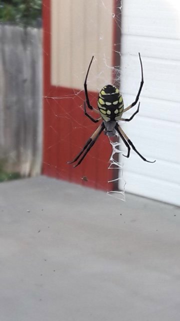 A yellow and black garden spider in its web, a common pest that Bug Busters LLC handles in Norman, OK.
