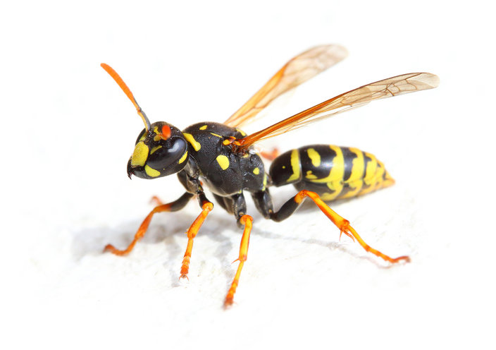 A yellow and black wasp, a common pest handled by Omaha Pest Control, Inc. in Omaha, NE.