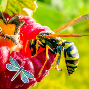 A yellow jacket wasp on a raspberry, illustrating pest control services for stinging insects by All Pest of Syracuse in East Syracuse, NY.