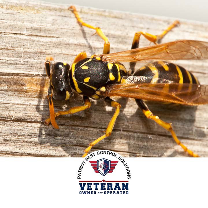 A yellow jacket wasp resting on wood, a stinging insect pest handled by Patriot Pest Control Solutions in Yakima, WA.