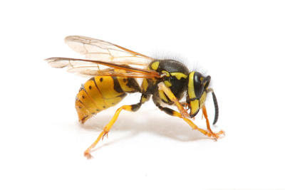 A yellow jacket wasp, a common stinging pest, managed by Pro Pest Control Service in Lowell, MA.
