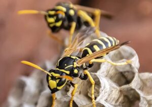 Two yellow jacket wasps on a nest, indicating a pest control issue, handled by Quality Pest Control, Inc. in Pittsburg, KS