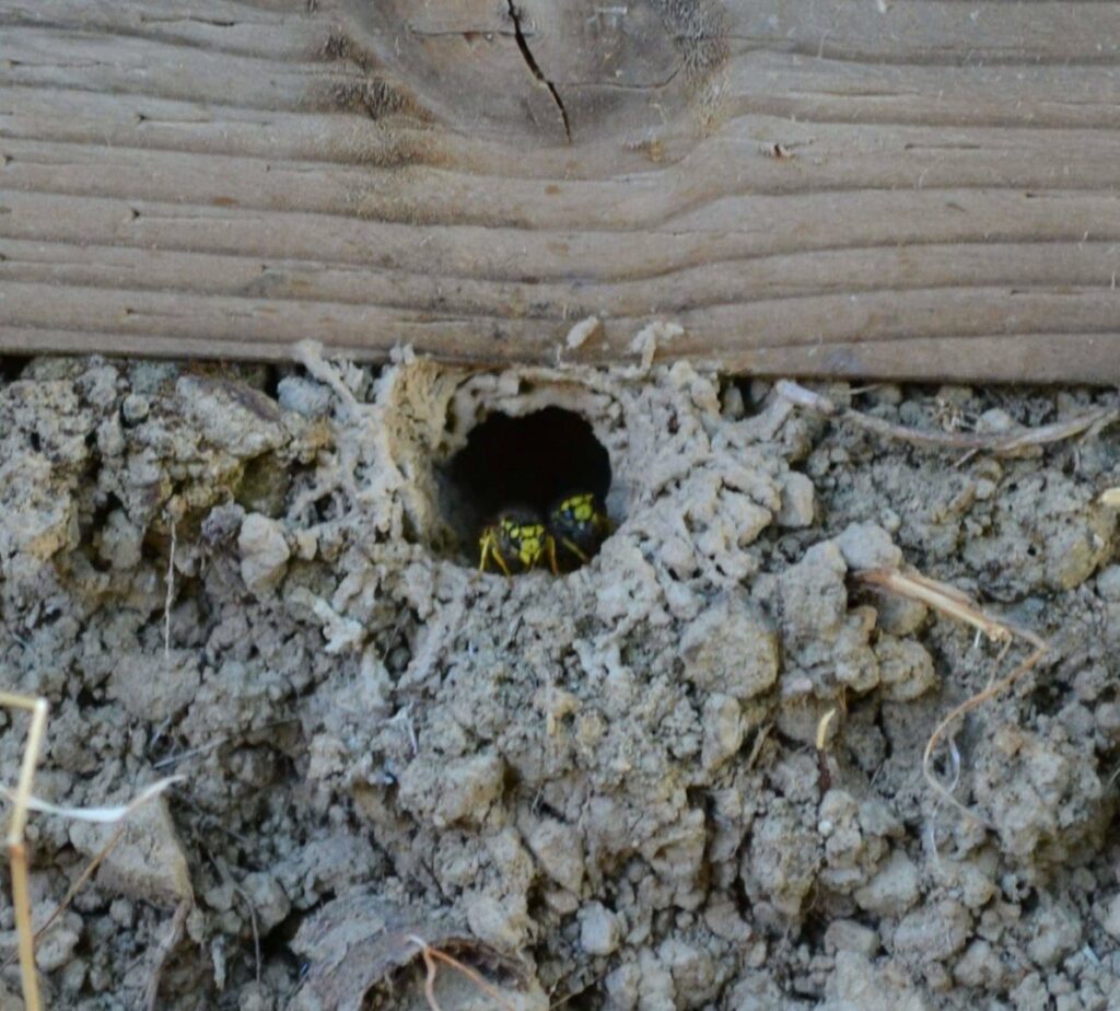 Two yellow jackets emerging from a ground nest next to a wooden beam, indicating a pest problem for Optimum Pest Pros, LLC. in Canandaigua, NY.