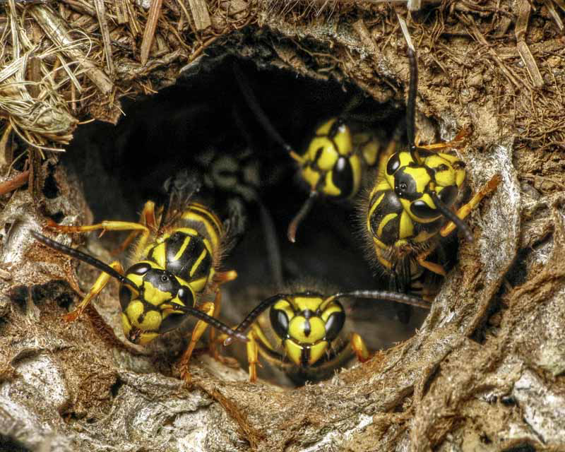 Several yellow jackets emerging from their nest, a common pest issue handled by All Star Pest Solutions in Albany, NY.