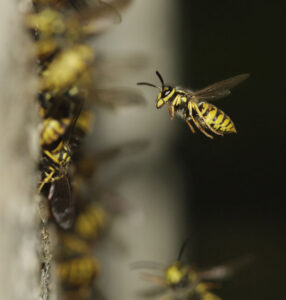 Yellow jackets flying around a potential nest entry point, indicating a pest control need for Springer Professional Home Services in Des Moines, IA.