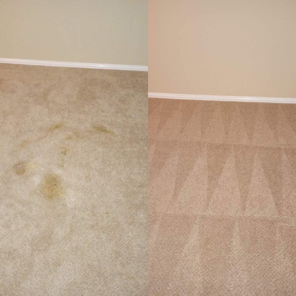 Before and after view of a yellow-stained carpet cleaning by Superior Carpet Cleaning And Flooring in Dallas, TX