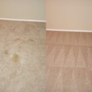 Before and after view of a yellow-stained carpet cleaning by Superior Carpet Cleaning And Flooring in Dallas, TX
