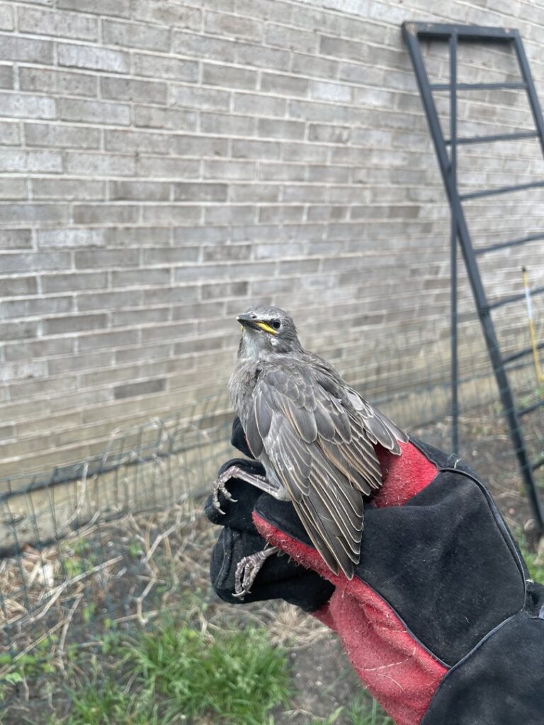 A gloved hand holding a young bird, demonstrating wildlife rescue by D&K Pest Control and Wildlife Removal, LLC in Woodridge, IL