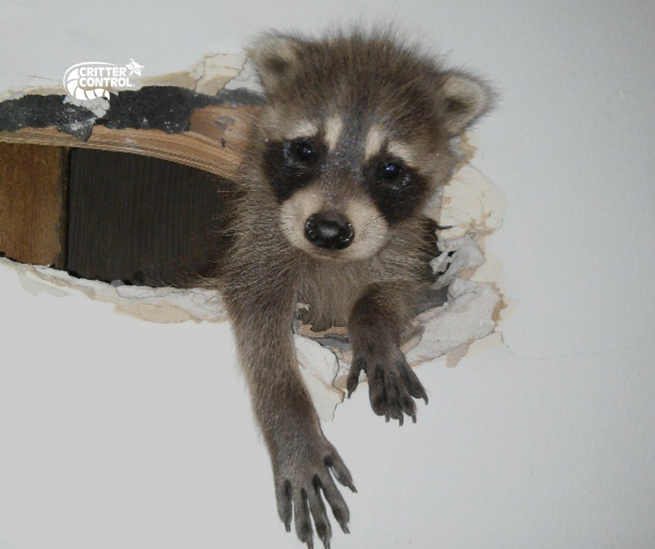 A young raccoon peeking out from a hole in a wall, a common wildlife removal scenario for Critter Control of Charleston, SC.
