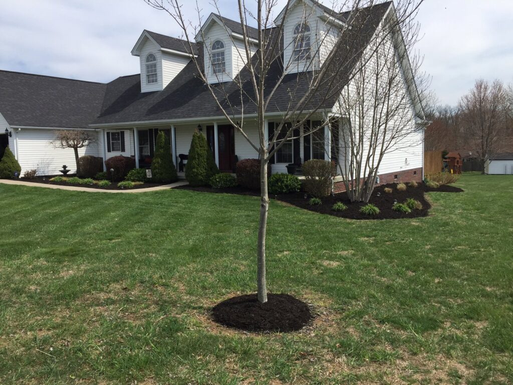 A front yard featuring a young tree with a mulched ring and freshly mulched flower beds by Ryan's Lawn Service, LLC in Charlotte, NC.