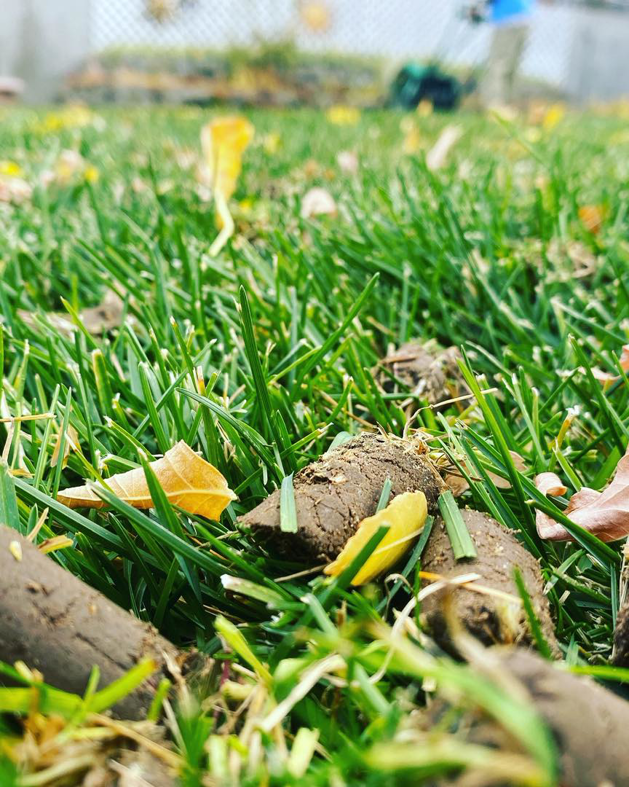 Close-up view of aeration plugs on a healthy green lawn, indicating recent lawn aeration by ResClean Property Maintenance in Rock Springs, WY.