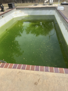 An in-ground pool filled with green, algae-ridden water, showing a pool in need of cleaning by Pips Pool Service in Enid, OK.
