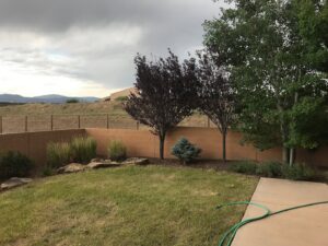 A well-maintained backyard lawn with mature trees, shrubs, and a retaining wall by Pro Scape in Eustis, FL.