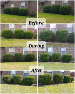 Before and after photos of a complete backyard transformation and cleanup by Beyond The Blade Lawn Care in Pace, FL.