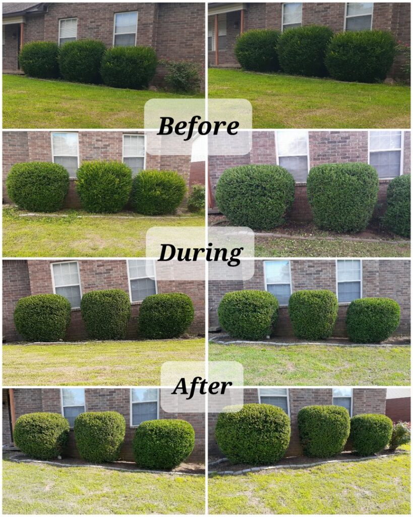 Before and after photos of a complete backyard transformation and cleanup by Beyond The Blade Lawn Care in Pace, FL.