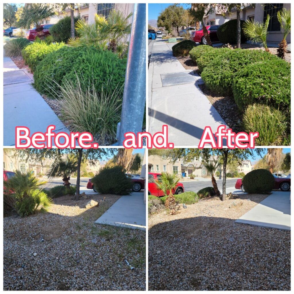 Before and after collage of bush trimming and yard cleanup services by Daniel's Lawn Care services in Las Vegas, NV.